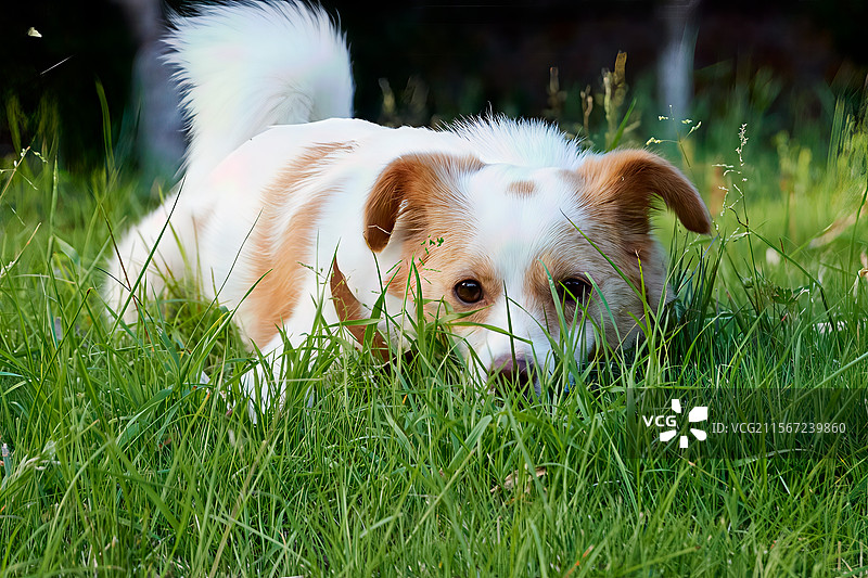 这是一只小狗在草地上专心观察周围的环境，仿佛正在准备捕捉某种目标。它的眼神专注，尾巴微微翘起，充满了图片素材
