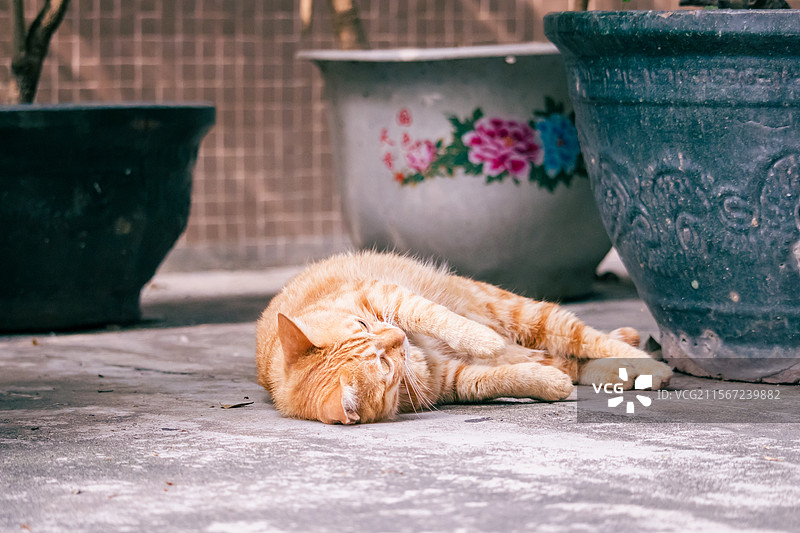 满地打滚的橘猫图片素材