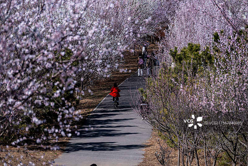 大连湾体育公园十里桃花图片素材