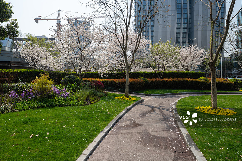 公园里的梨花图片素材
