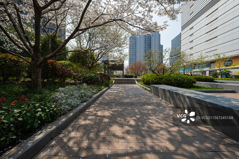 公园里的梨花图片素材