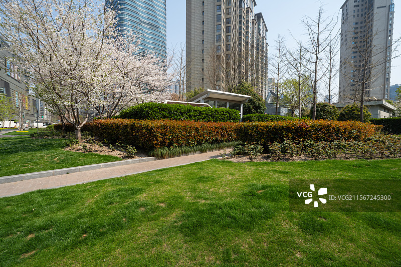 公园里的梨树开花了图片素材