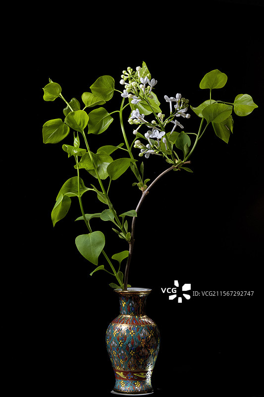 花瓶丁香图片素材