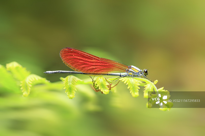 绿叶上鲜红的色蟌和绿叶下的天敌蜘蛛图片素材