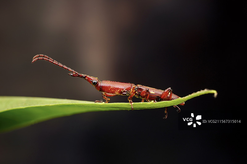 雨林精灵~锥象图片素材