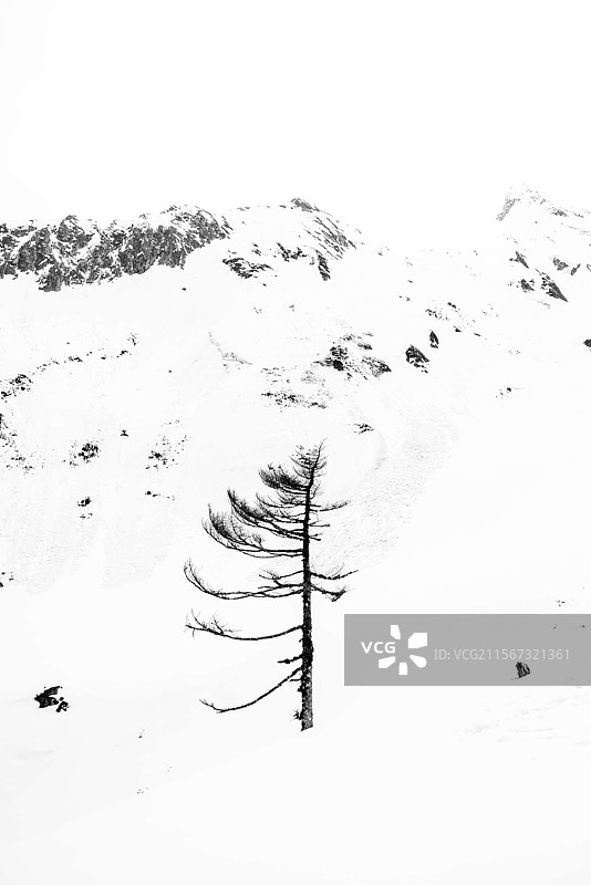 雪地里的一棵树图片素材