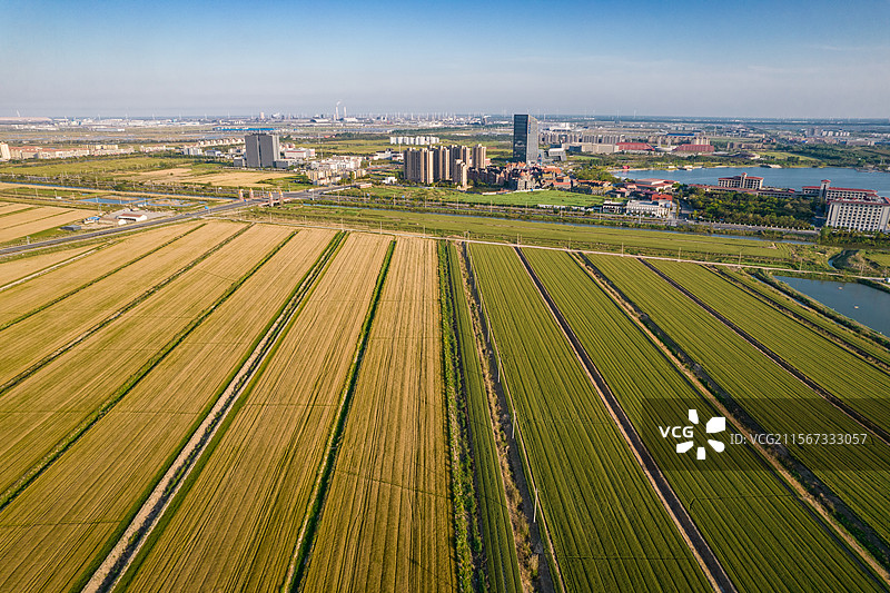 即将丰收的大麦田-风吹麦浪图片素材