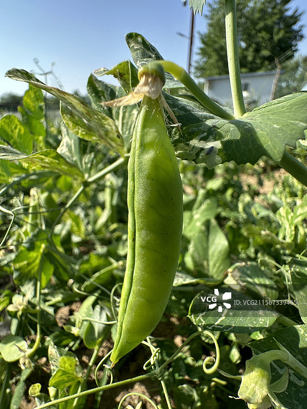 豌豆角图片素材