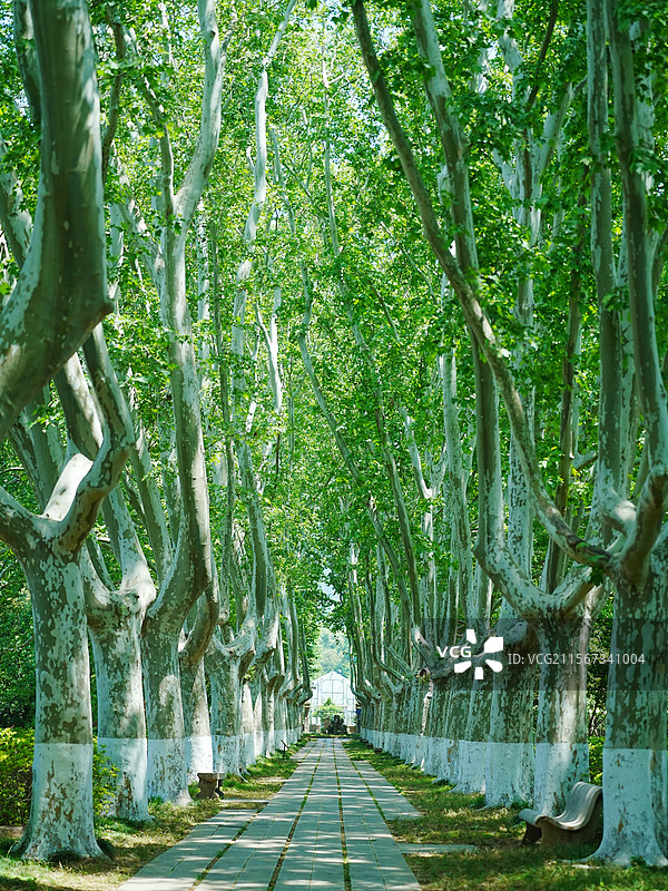 初夏的明孝陵梧桐图片素材