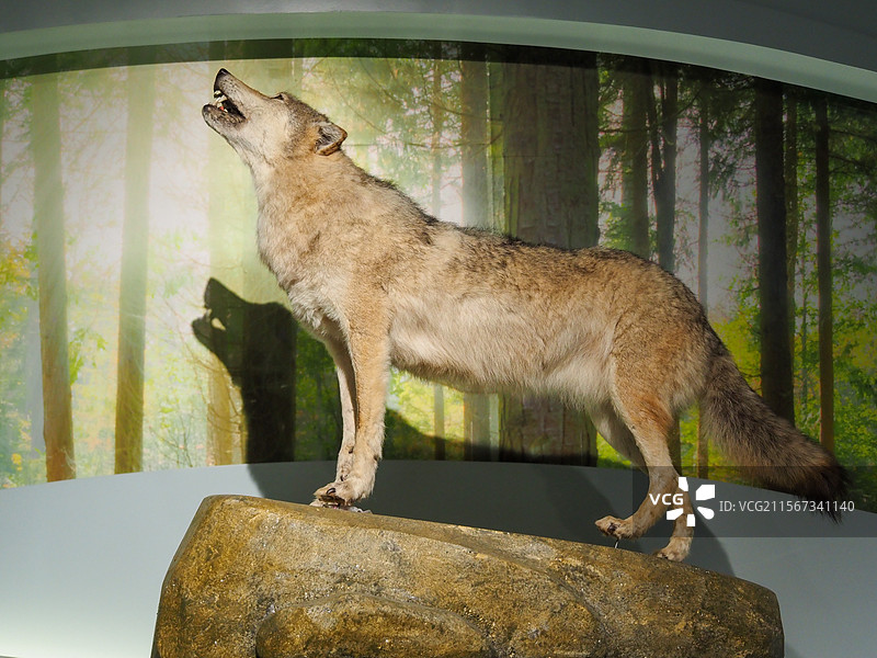 狼的仰天长啸图片素材