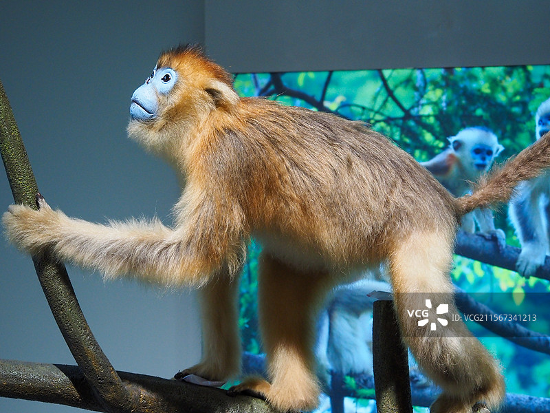 仰望天空的金丝猴图片素材