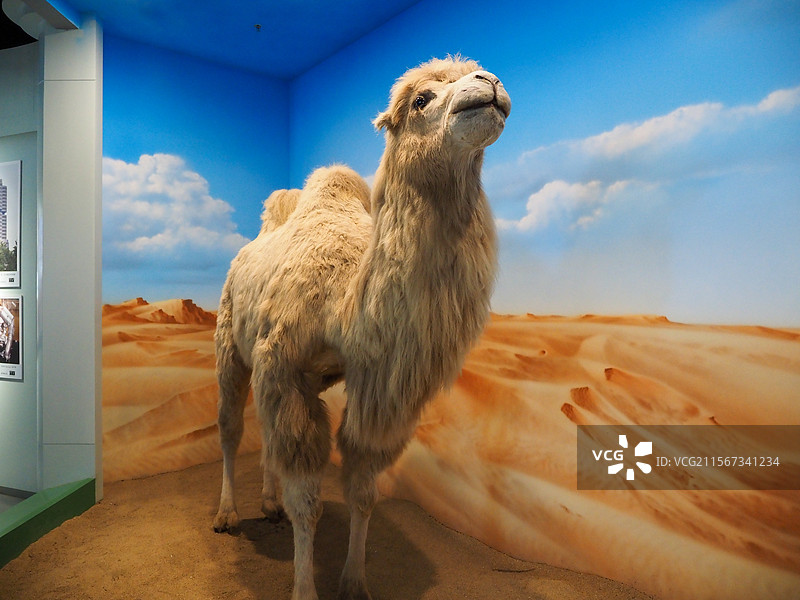 沙漠之舟的坚韧与希望图片素材