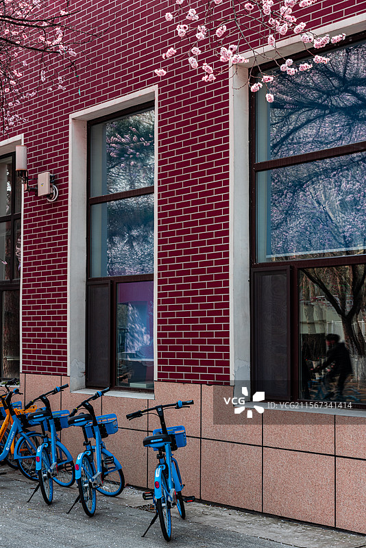 吉林大学杏花图片素材