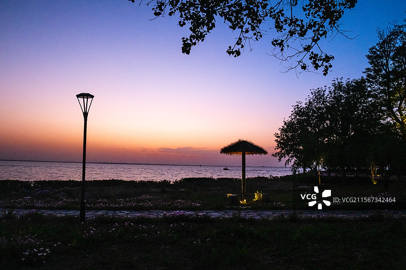 落日夕阳下的江苏淮安蒋坝古镇洪泽湖畔美丽月见草花海及杨树的浪漫图片素材