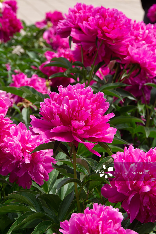 景山公园绽放的芍药花图片素材