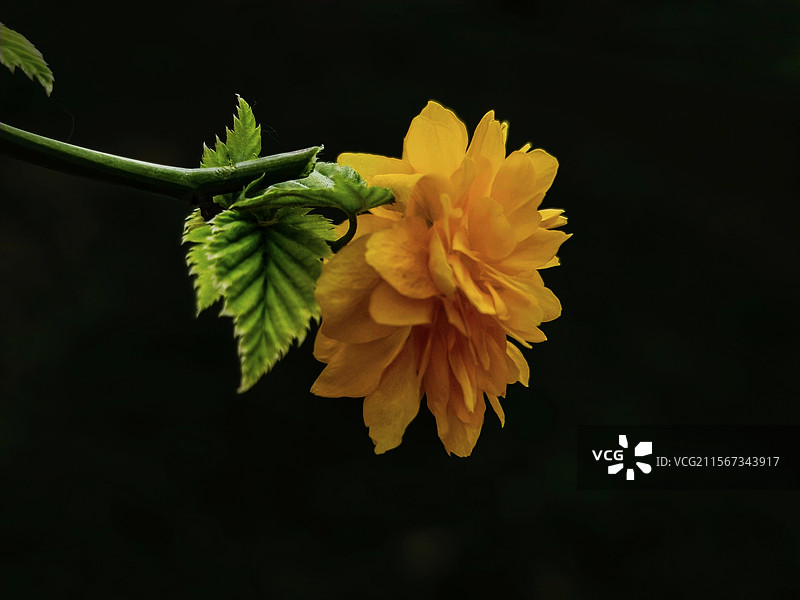 棣棠花图片素材