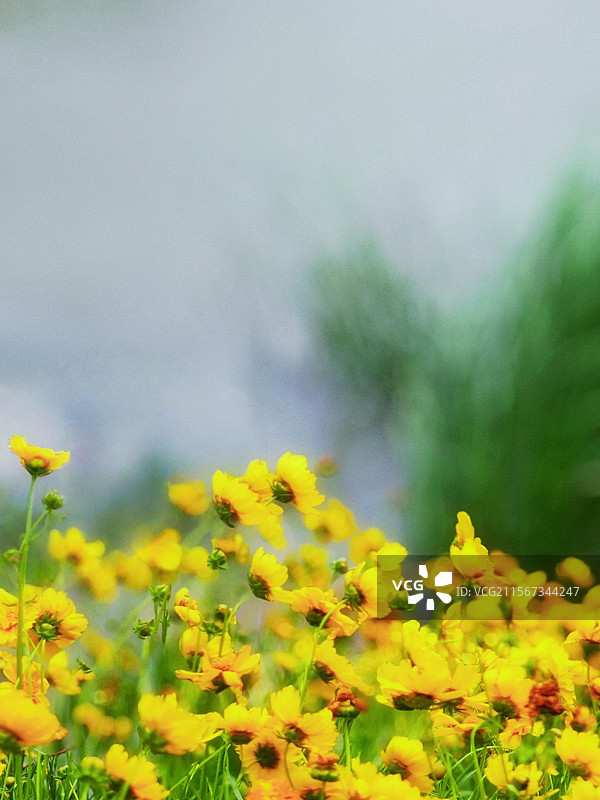 莫奈花园图片素材