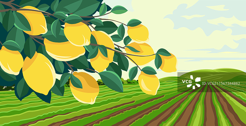 柠檬植物在农田上蔓延的景象图片素材