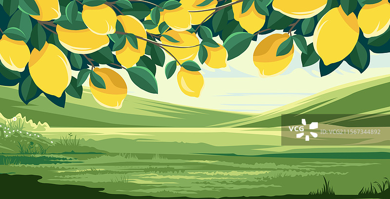 柠檬植物在草地上蔓延的景象图片素材