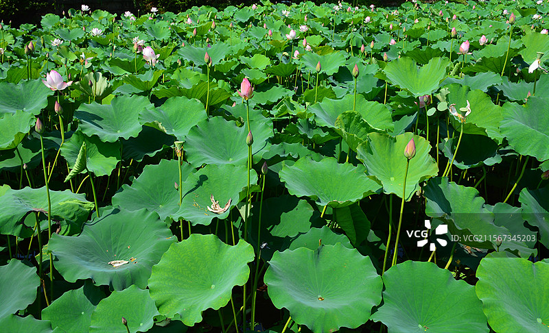 佛山亚艺公园荷花在立夏时节盛开夏天到来图片素材