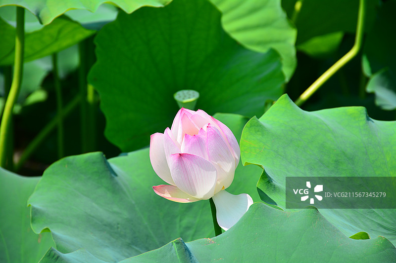 佛山亚艺公园荷花在立夏时节盛开夏天到来图片素材