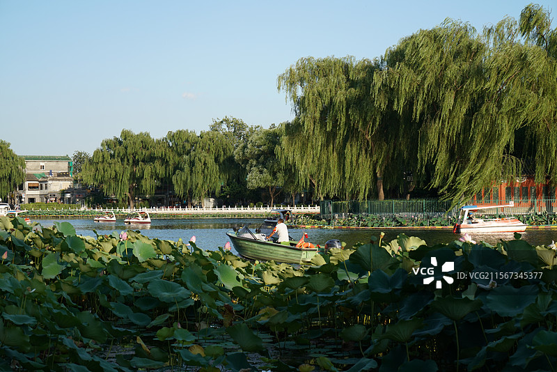 什刹海荷花图片素材
