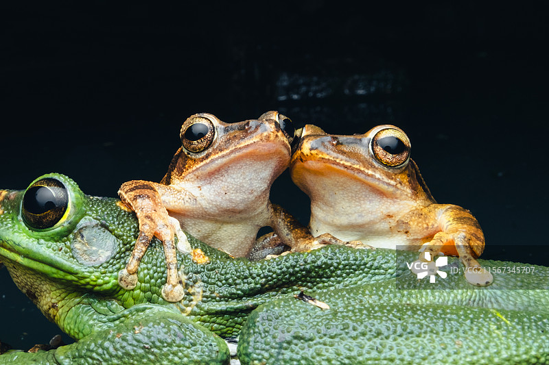 布氏泛树蛙+大树蛙图片素材