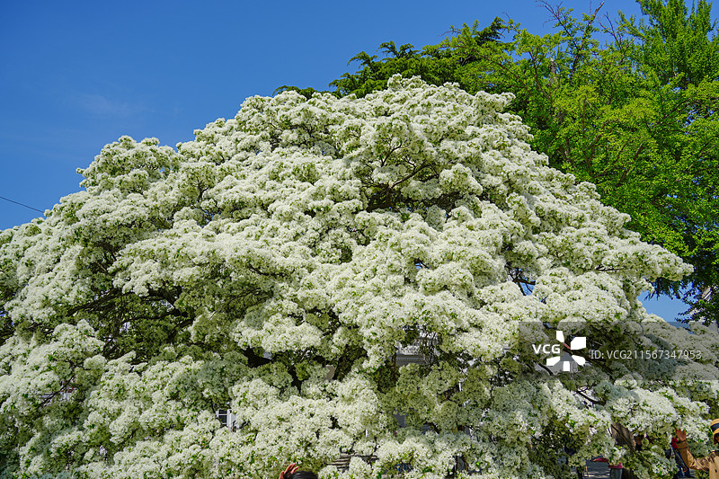 蓝天绿树白流苏图片素材