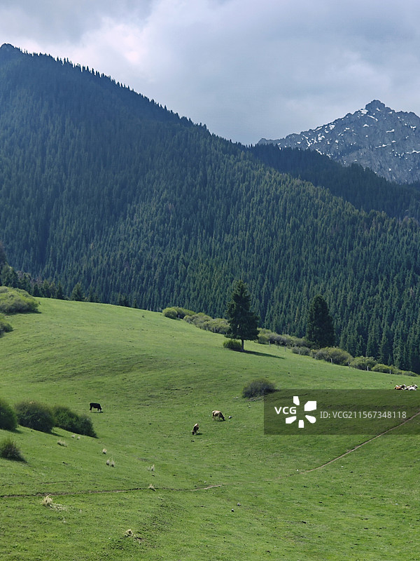 乌鲁木齐南山草原图片素材