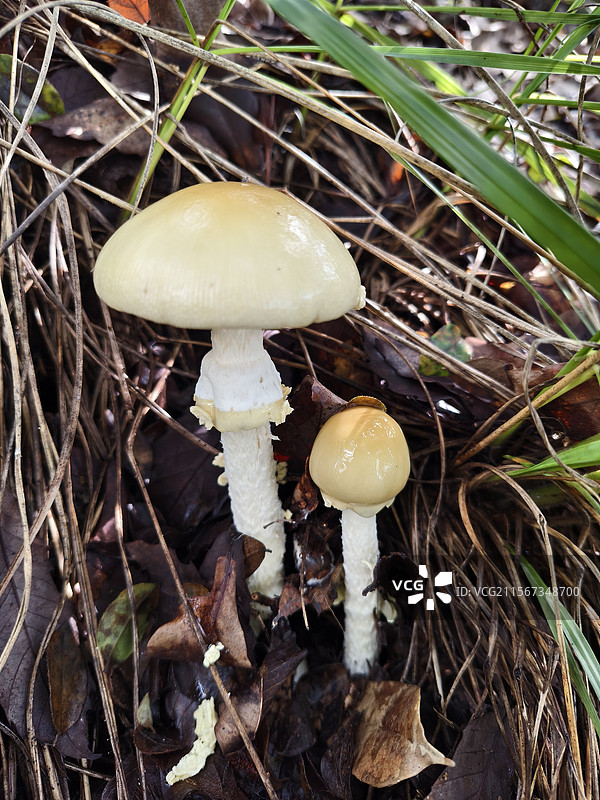 草丛中的两朵黄盖鹅膏菌图片素材