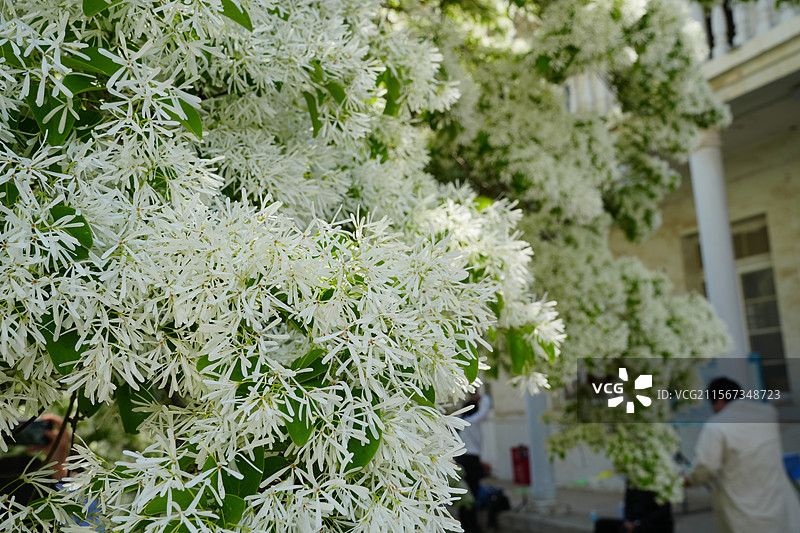欧式庭院中的巨大流苏树图片素材