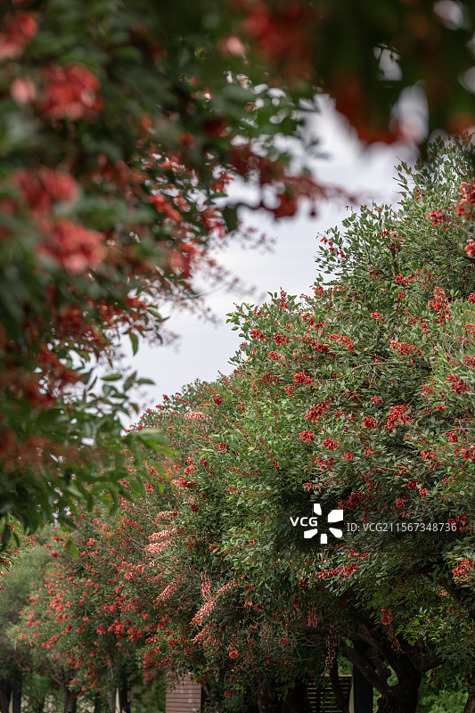 开满红花的鸡冠刺桐图片素材