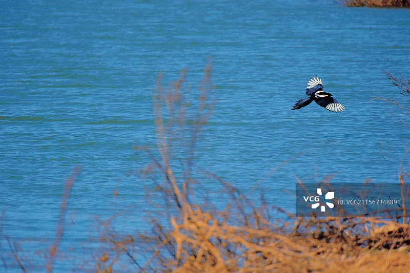 蓝色湖面上飞过的花喜鹊。自然风光。高清背景图。高清风景图片素材