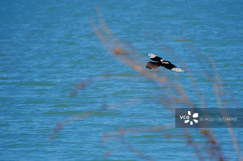 蓝色湖面上飞过的花喜鹊。自然风光。高清背景图。高清风景图片素材
