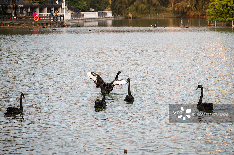 厦门五缘湾湿地公园天鹅湖黑天鹅展翅天鹅｜黑白羽翼与救生设施的现代隐喻图片素材