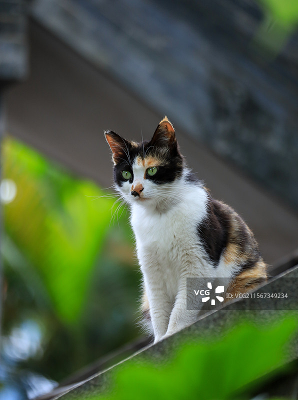 三元宫里的猫猫图片素材