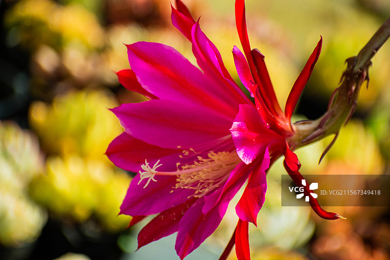 仙人掌花、大朵花、花朵图片素材