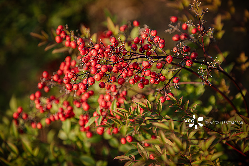 火红的铁冬青图片素材