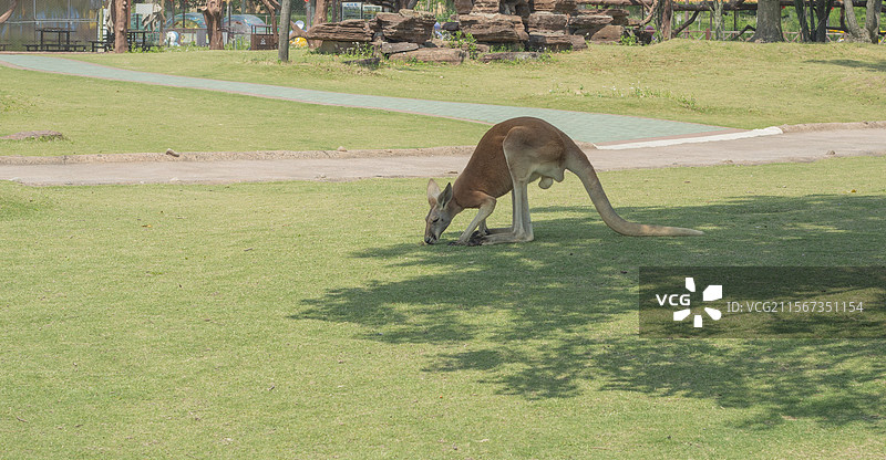 袋鼠图片素材