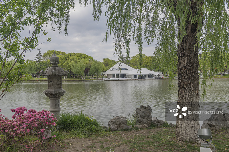 公园里的树顶着天空图片素材