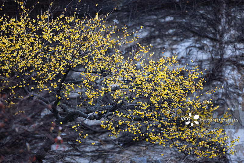 苏州园林艺圃蜡梅腊梅图片素材