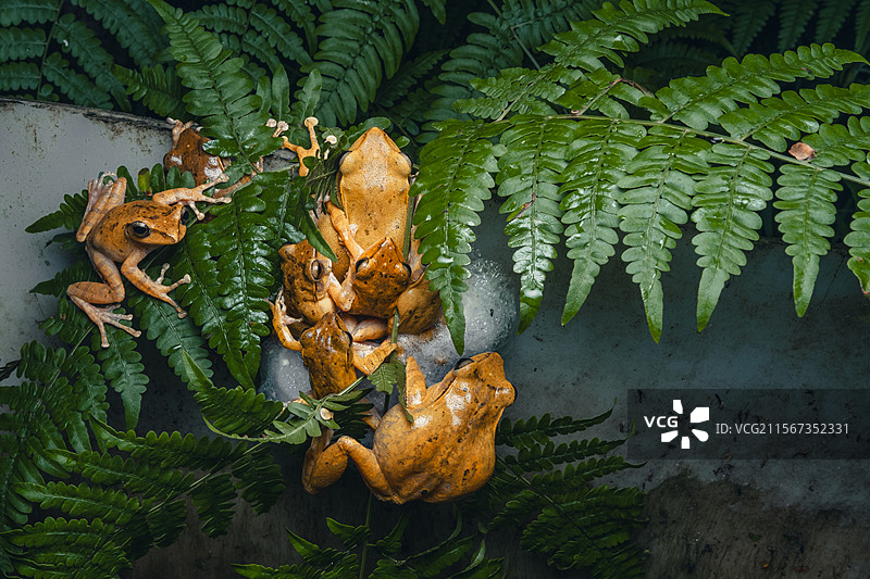 布氏泛树蛙图片素材