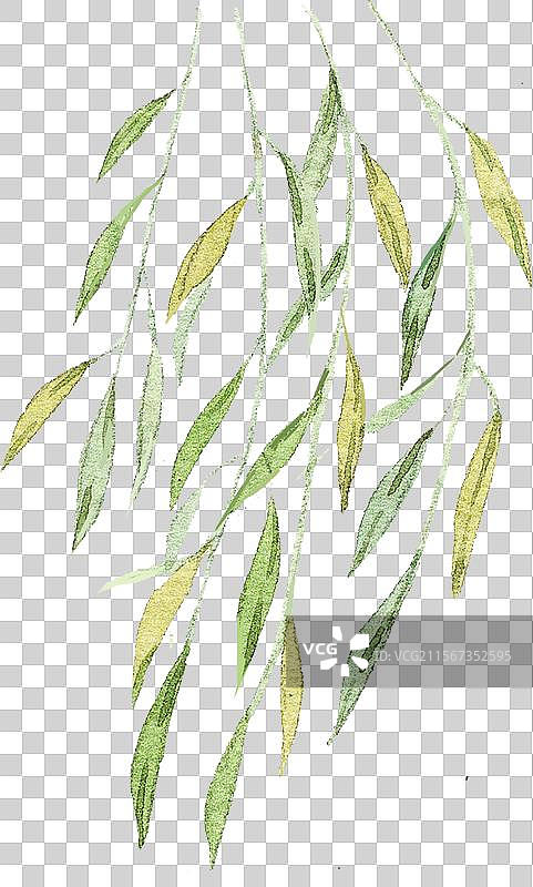 柳树叶子插画元素图片素材