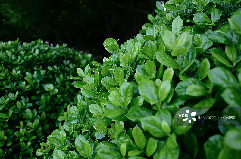 植物黄杨小叶 绿色背景素材图片素材