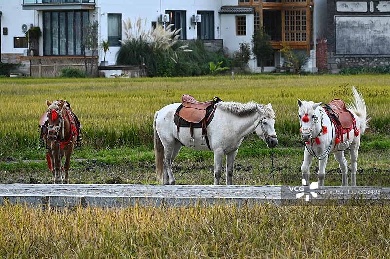 喜洲稻田的三匹马图片素材