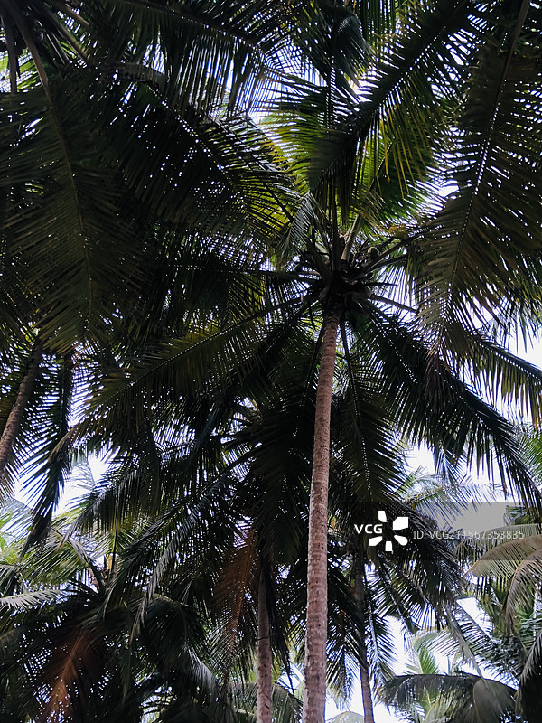 科特迪瓦-阿比让（Cote D'ivoire-Abidjan）图片素材