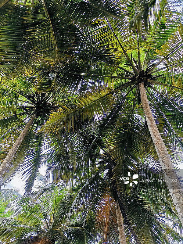 科特迪瓦-阿比让（Cote D'ivoire-Abidjan）图片素材