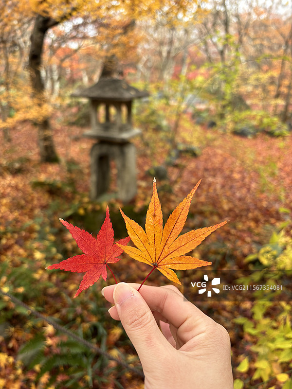 日本京都宝筐院日本寺庙枫叶秋季秋景红枫图片素材