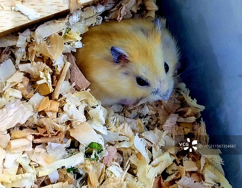 动物、宠物、仓鼠图片素材