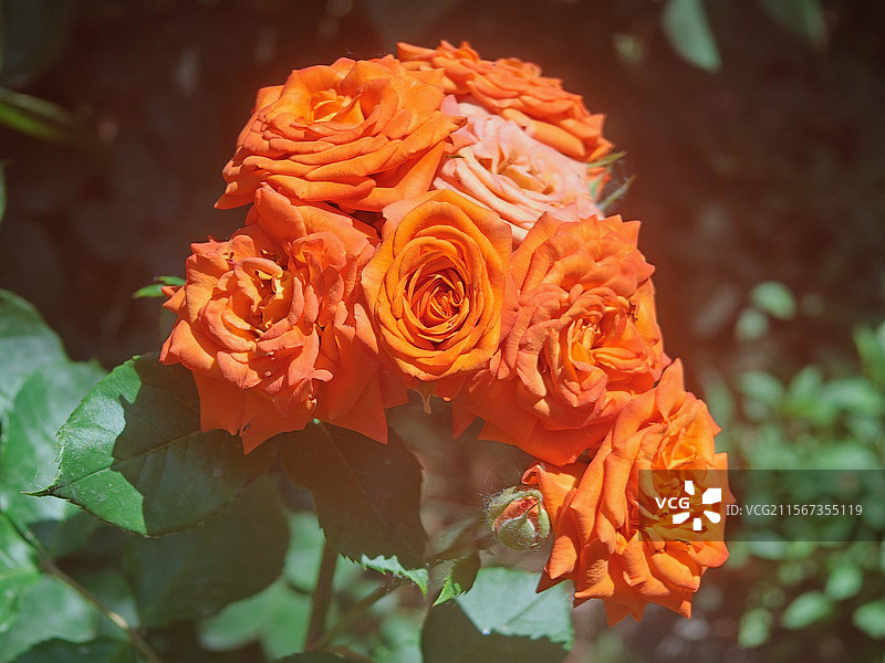 橙黄色月季花图片素材